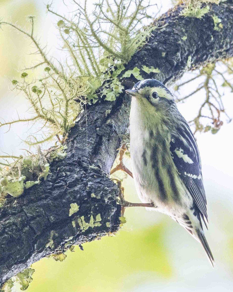 Black-and-white Warbler - Gary Hofing