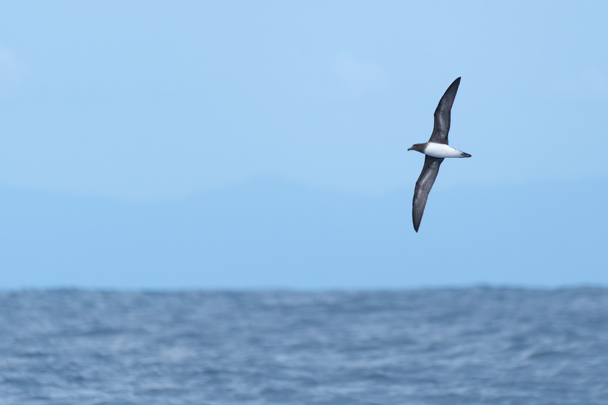 Tahiti Petrel - Li-Kai Yen