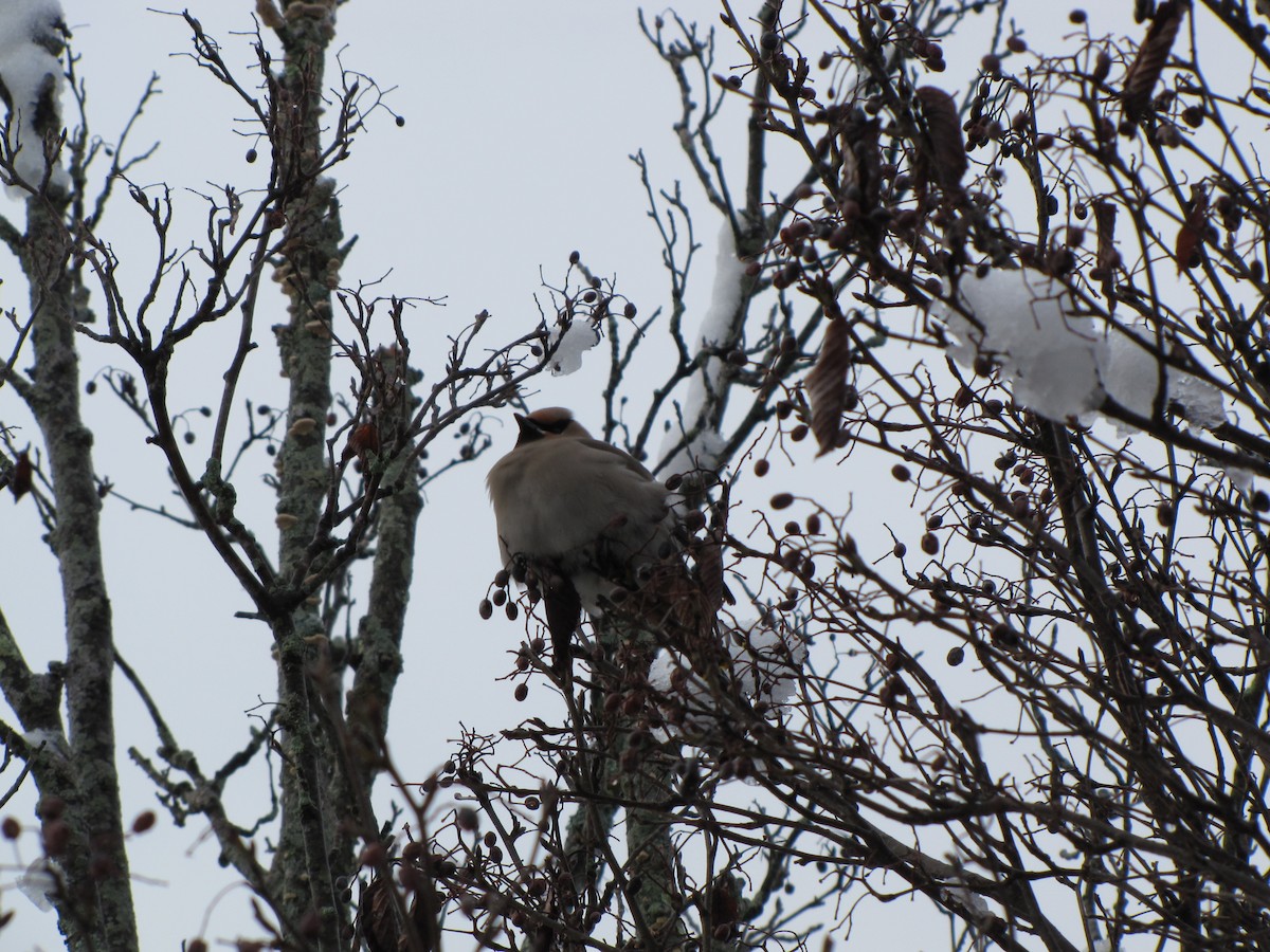 Bohemian Waxwing - Peter McTague