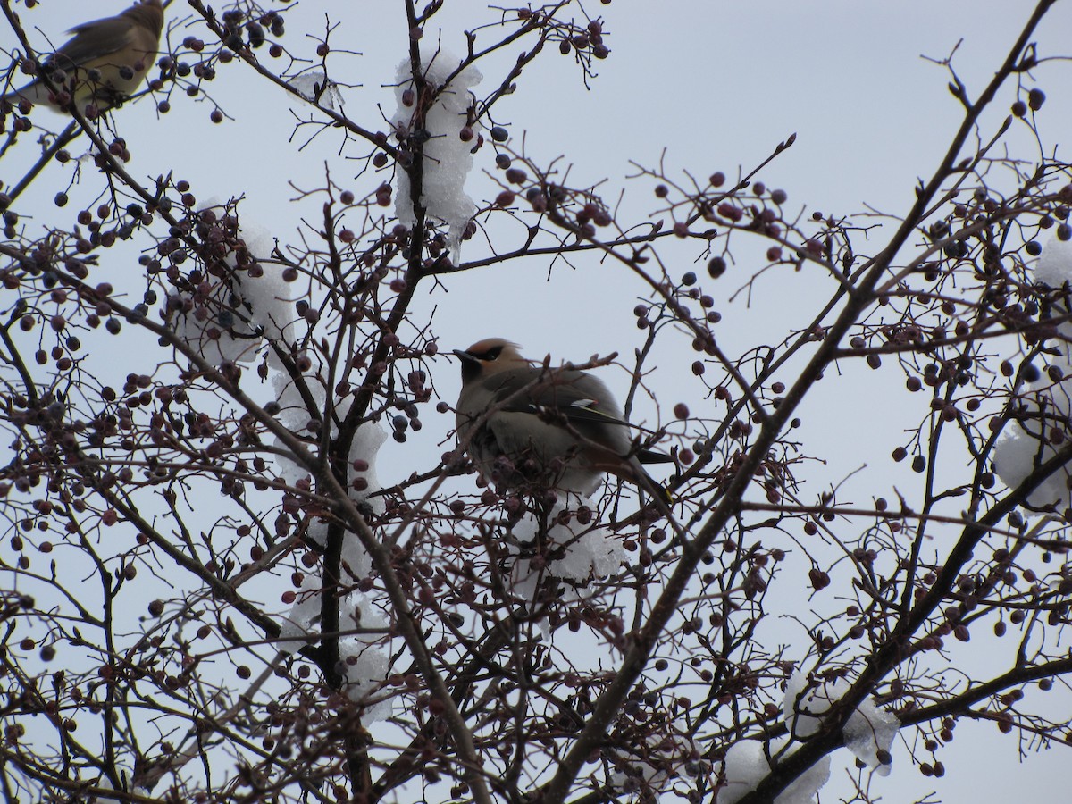 Bohemian Waxwing - Peter McTague