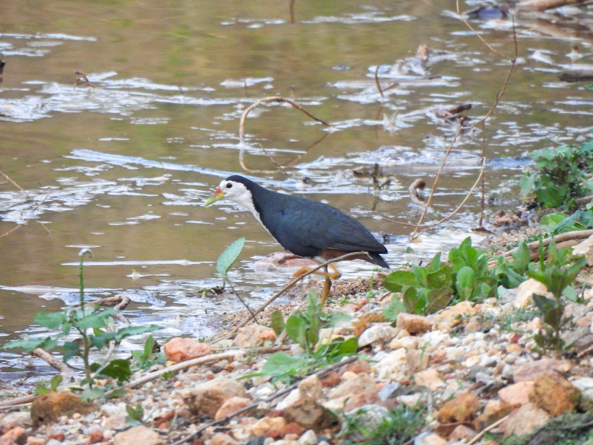 White-breasted Waterhen - Shree Raksha