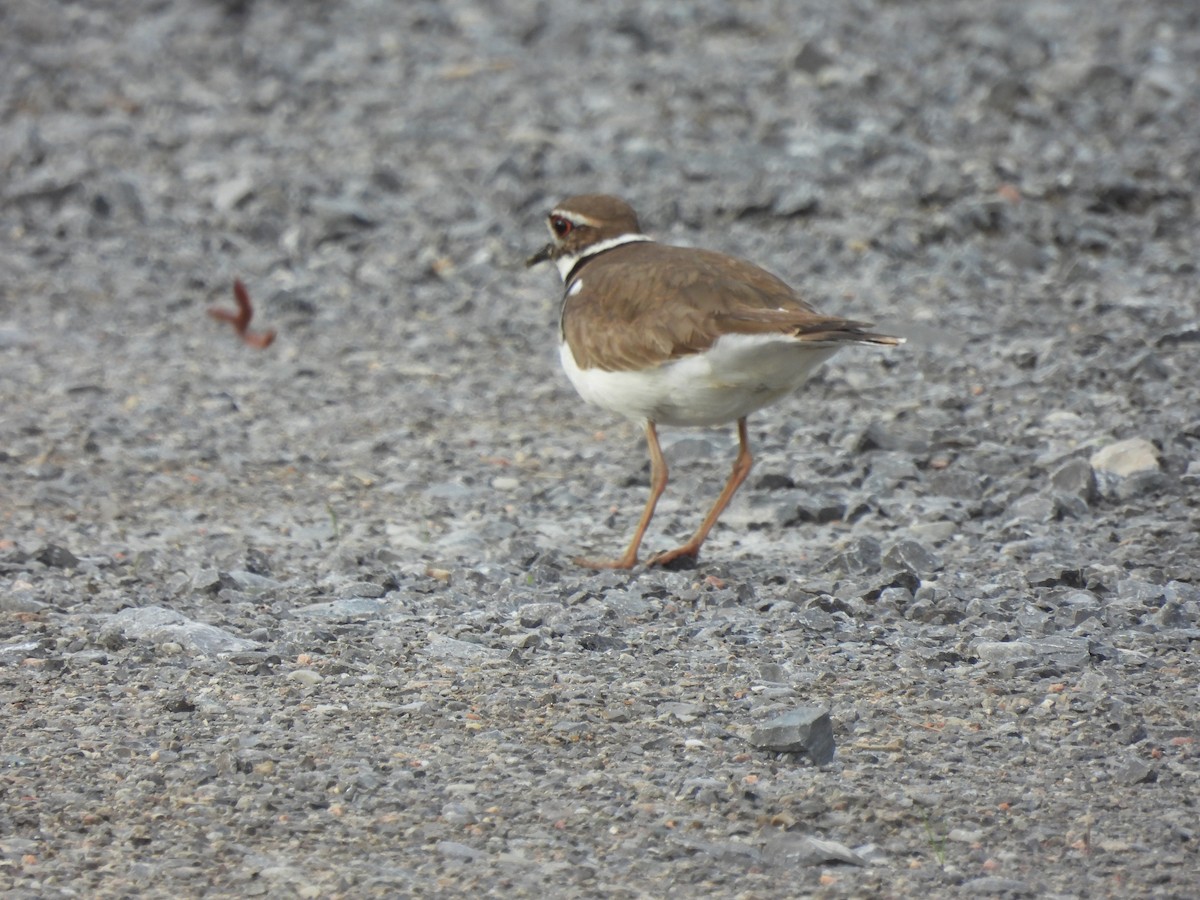 Killdeer - Alexander R