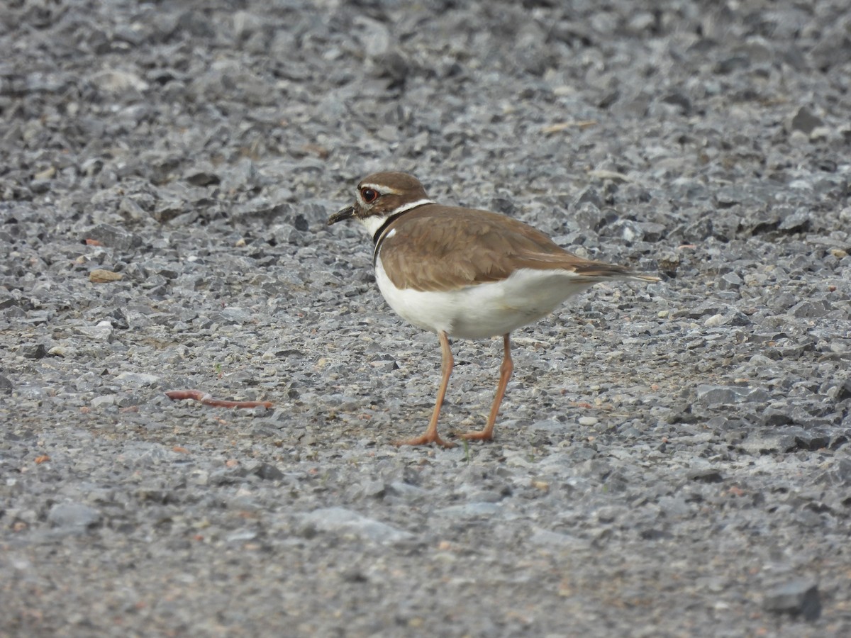 Killdeer - ML618816583