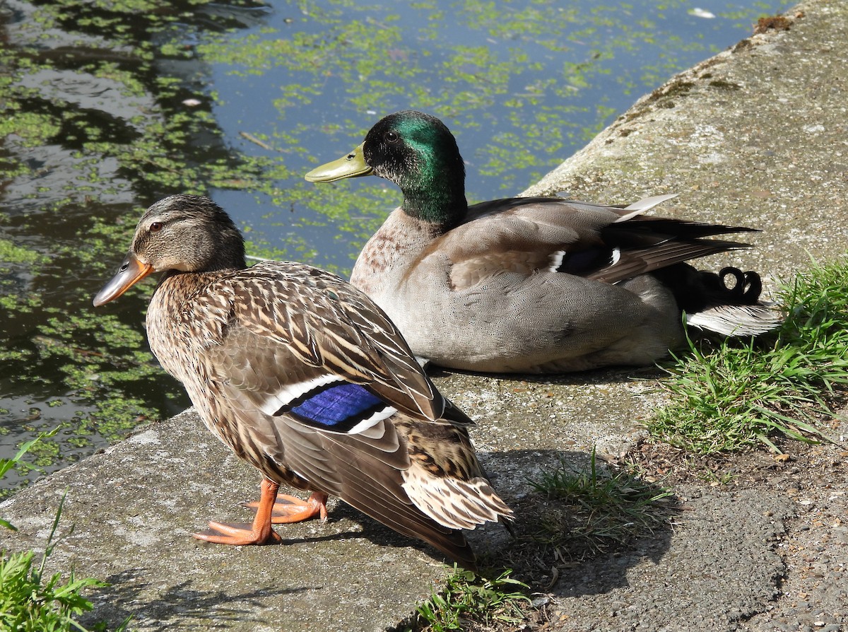 Mallard - Gerald Moore