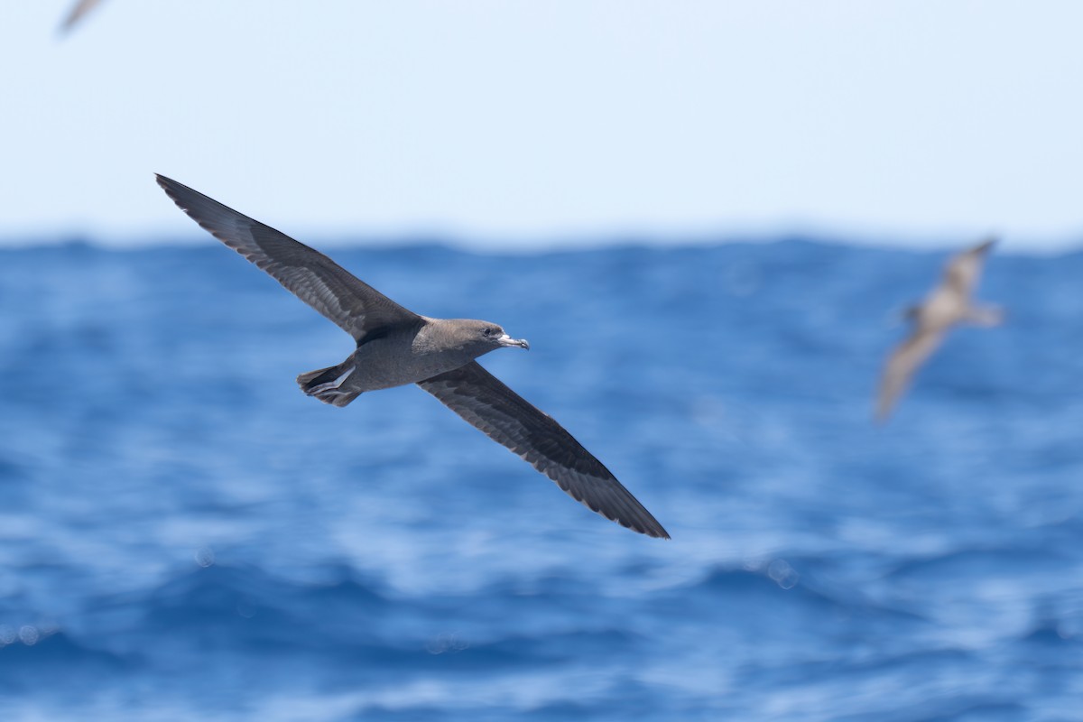 Flesh-footed Shearwater - Li-Kai Yen