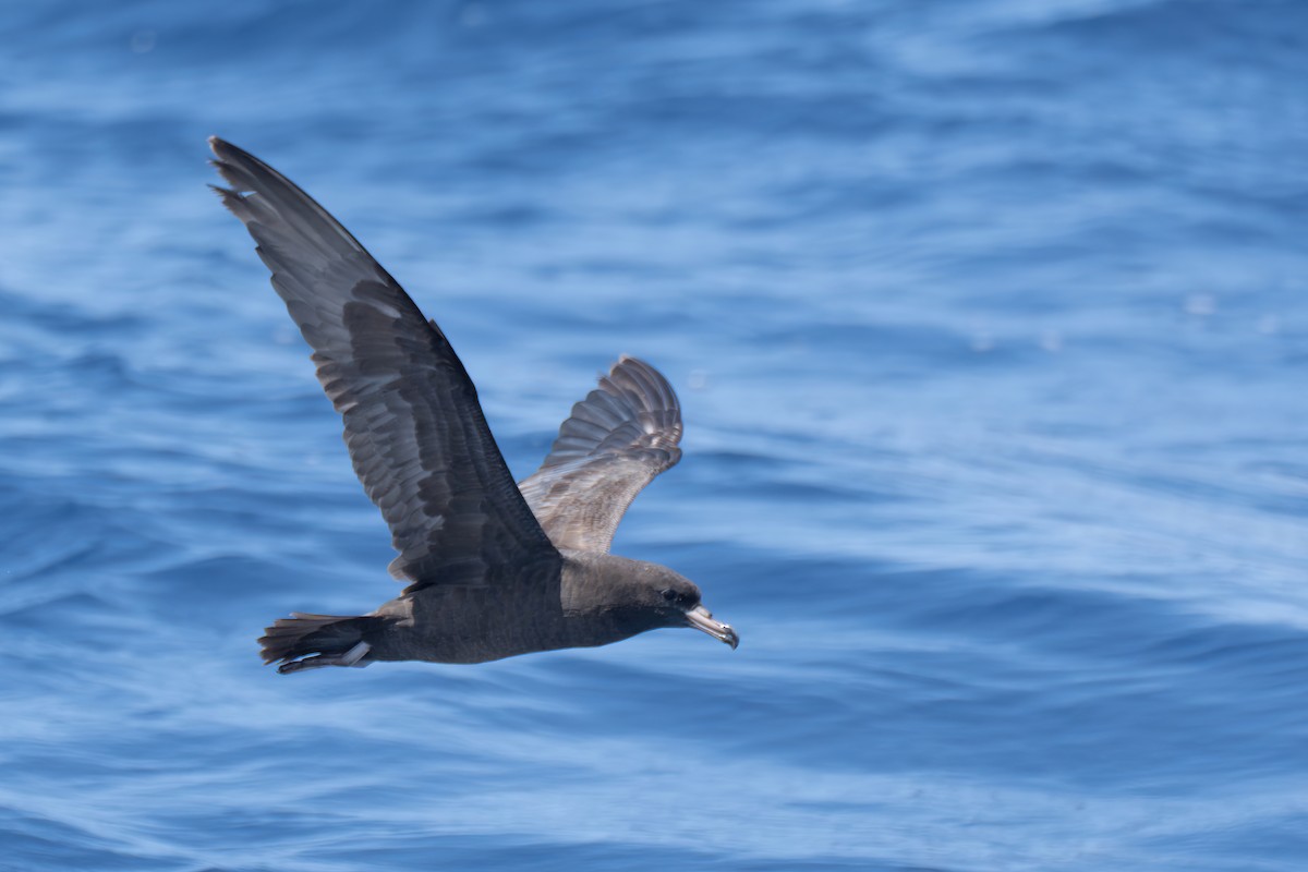 Flesh-footed Shearwater - Li-Kai Yen