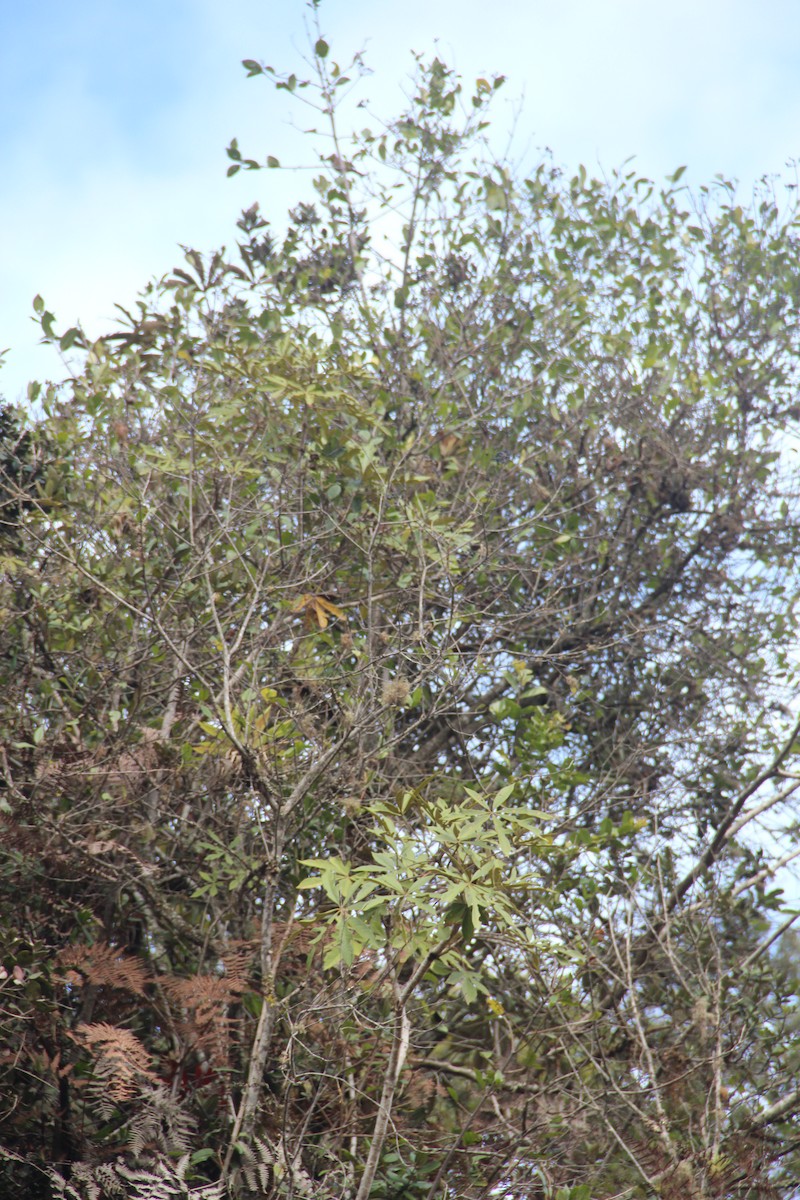 Black-backed Grosbeak - ML618816610