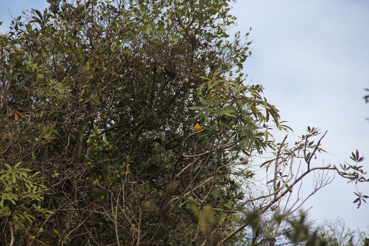 Black-backed Grosbeak - ML618816613