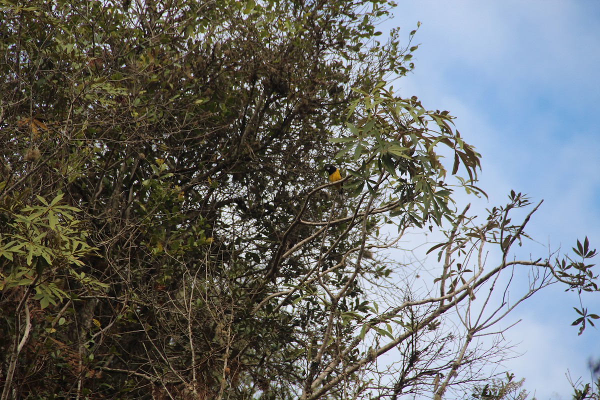 Black-backed Grosbeak - ML618816616