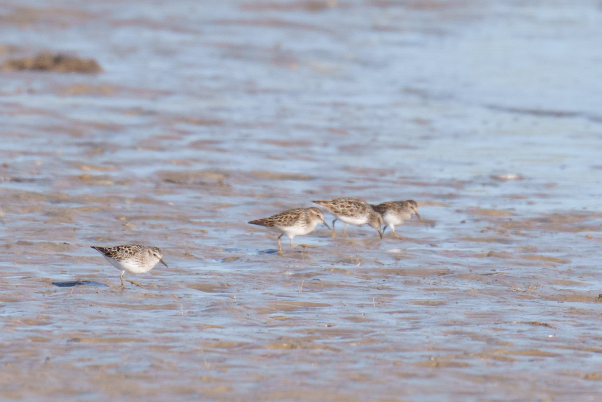 Least Sandpiper - Linda Chittum