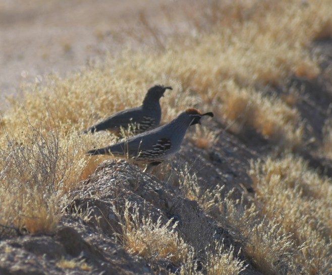 Gambel's Quail - Terry Miller