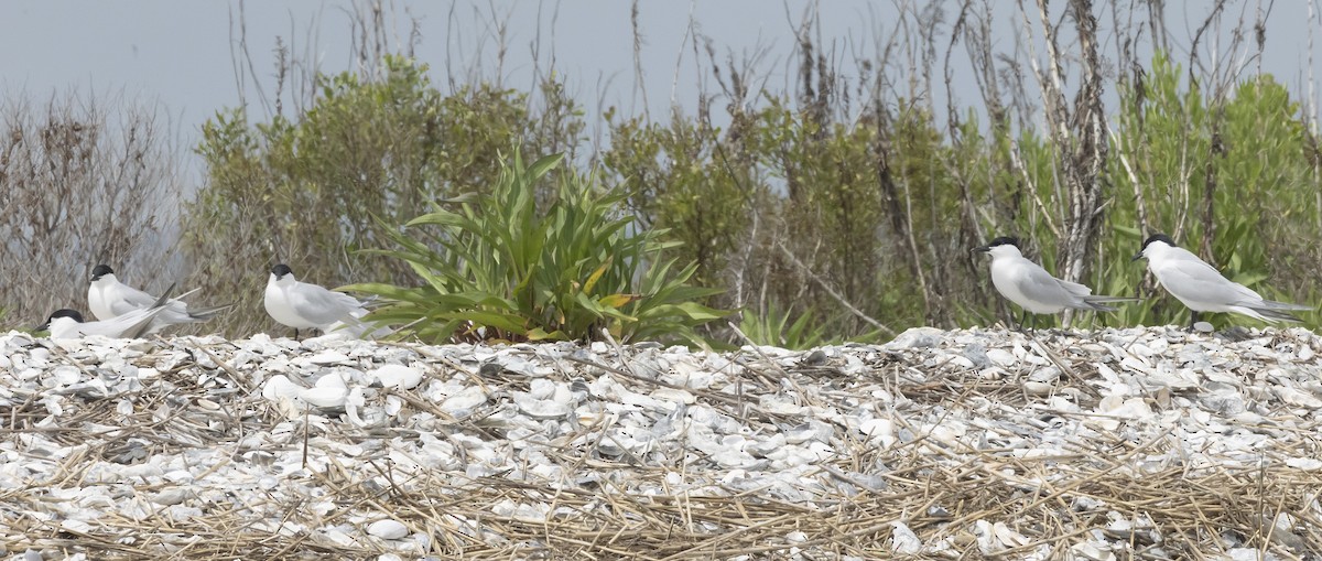 Gull-billed Tern - terry moore