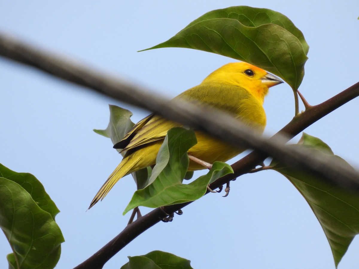 Saffron Finch - Beatriz Helena Pinzón Estupiñan