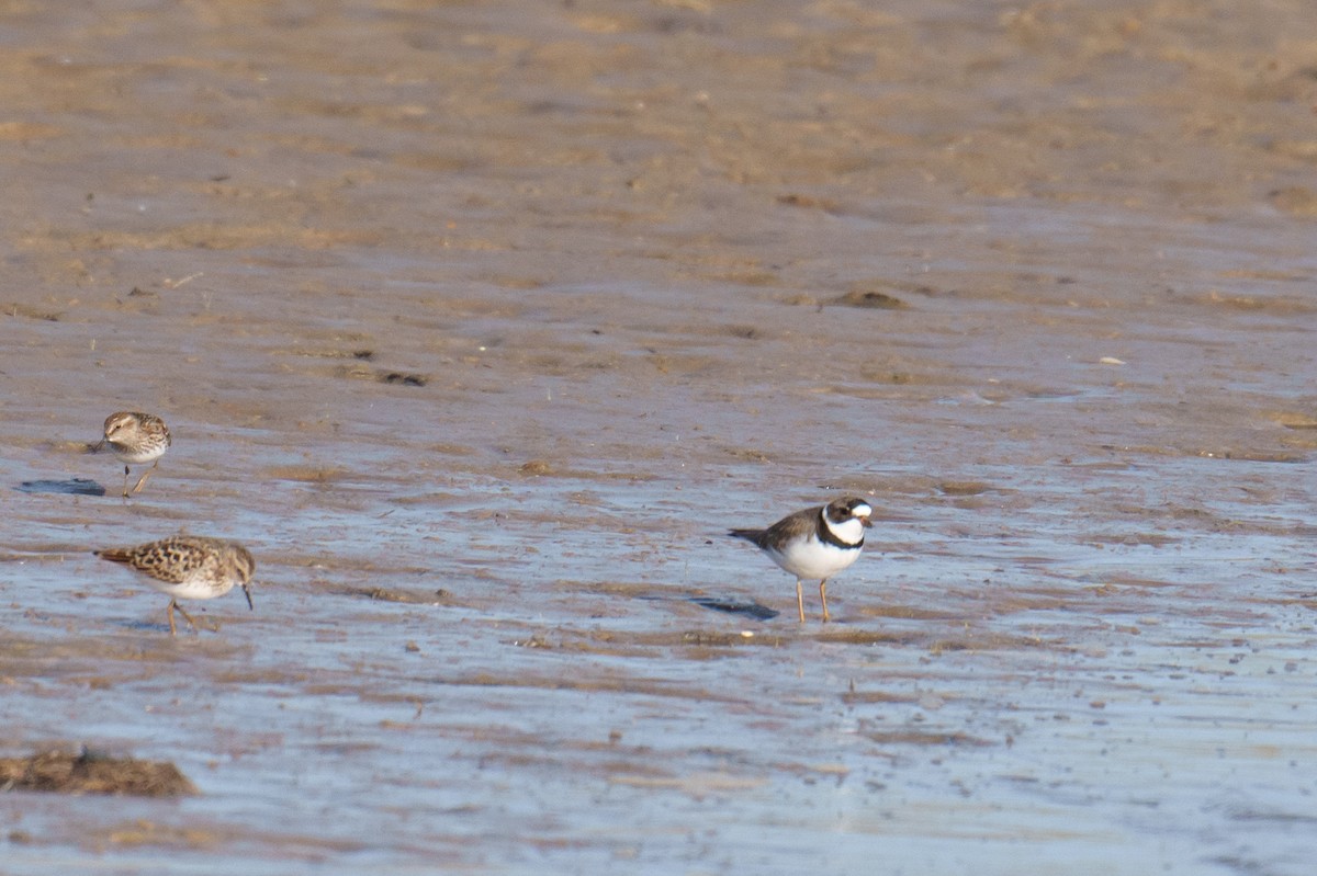 Semipalmated Plover - Linda Chittum