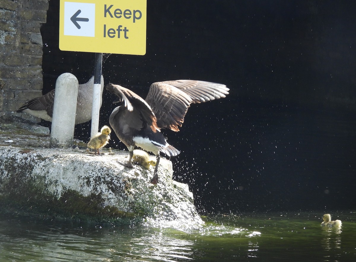 Canada Goose - Gerald Moore