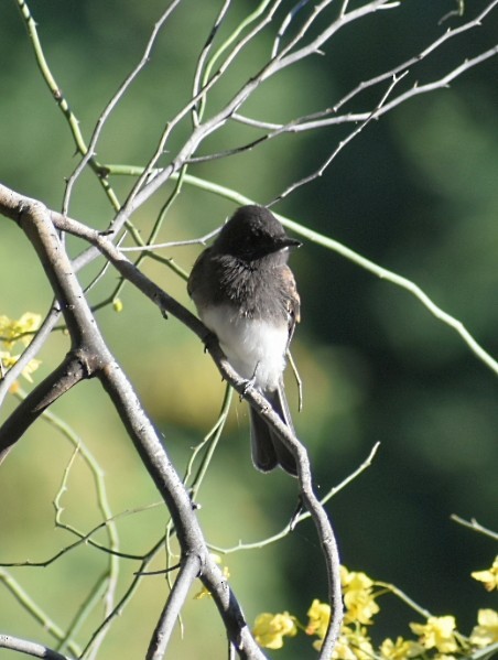 Black Phoebe - Terry Miller