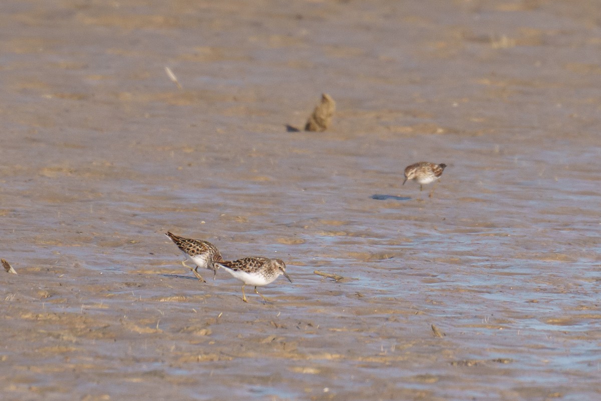 Least Sandpiper - Linda Chittum