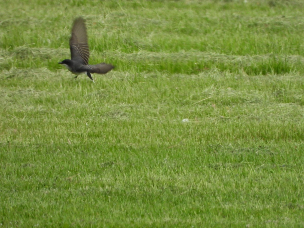 Eastern Kingbird - Elisabeth Cassinari