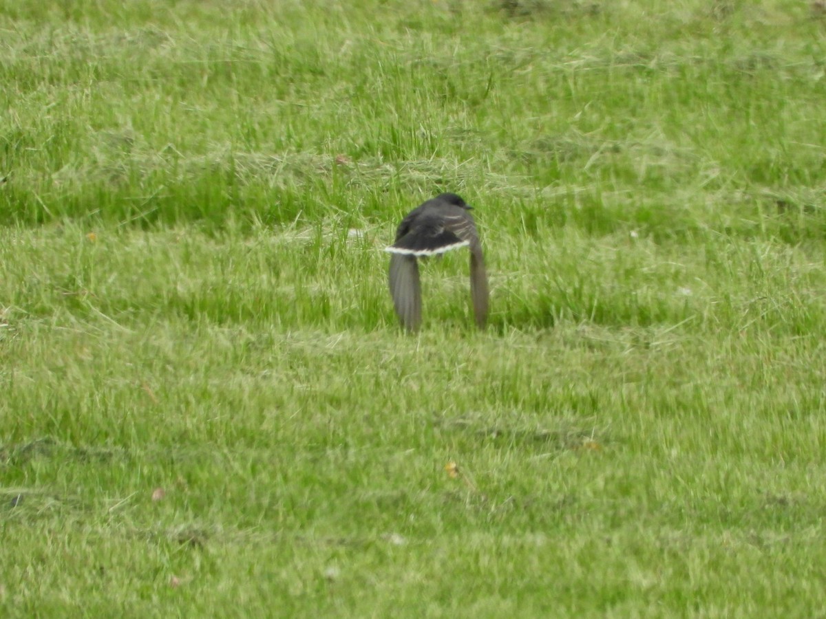 Eastern Kingbird - Elisabeth Cassinari