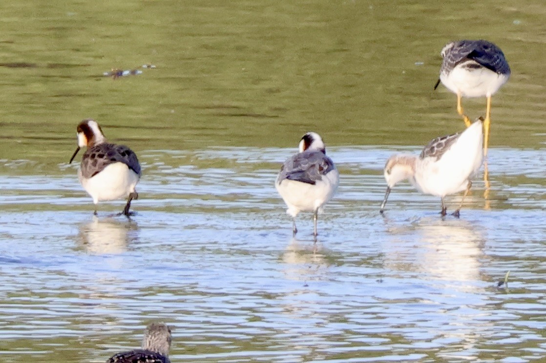 Wilson's Phalarope - Richard Randell