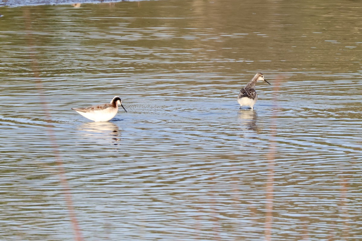 Wilson's Phalarope - Richard Randell