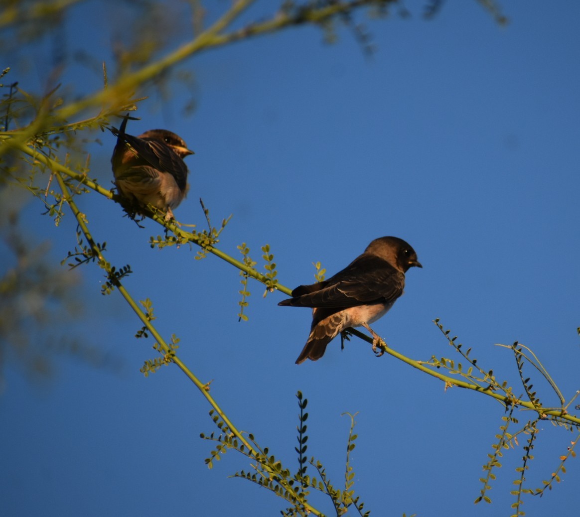 Cliff Swallow - Terry Miller