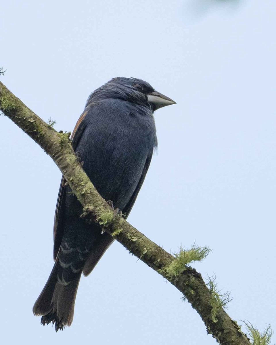 Blue Grosbeak - ML618816657