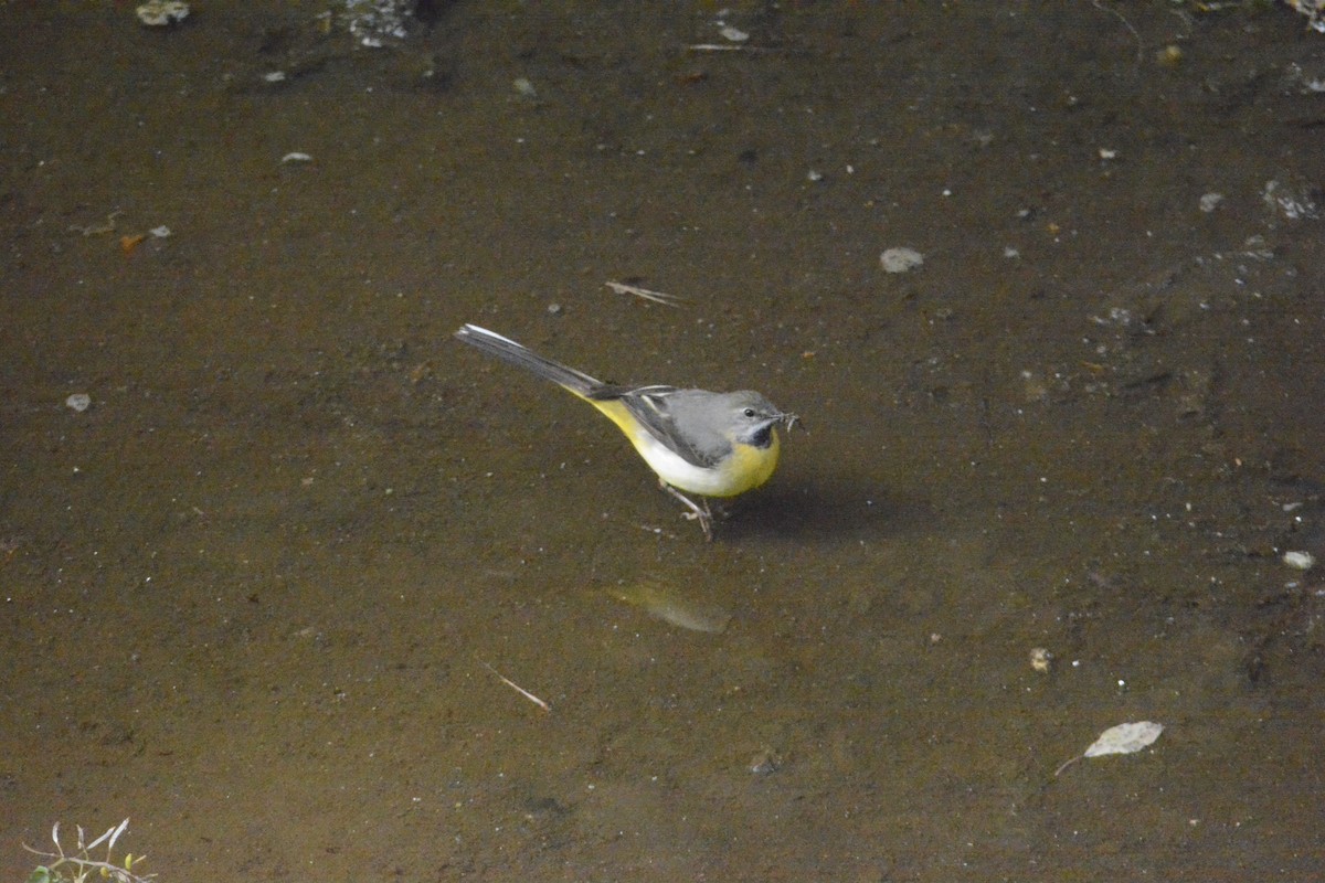 Gray Wagtail - Jon Uña