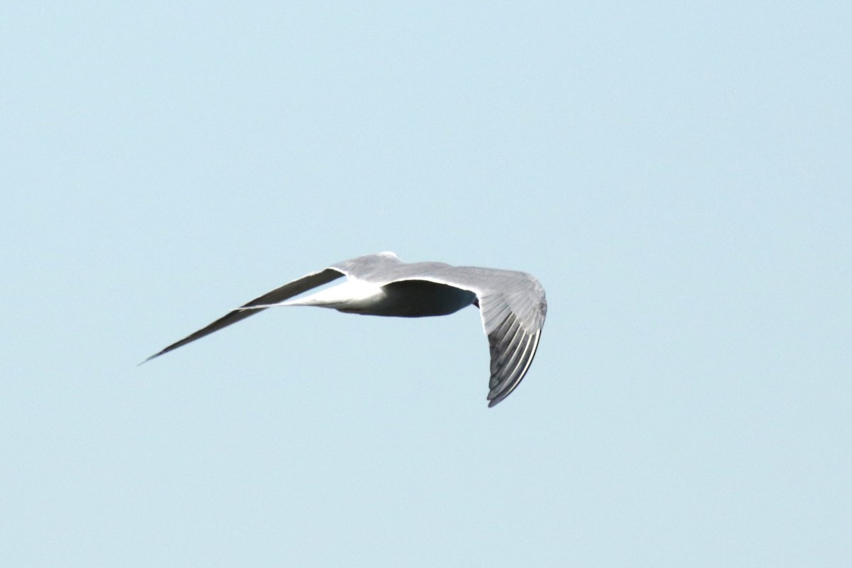 Common Tern - Jan Roedolf