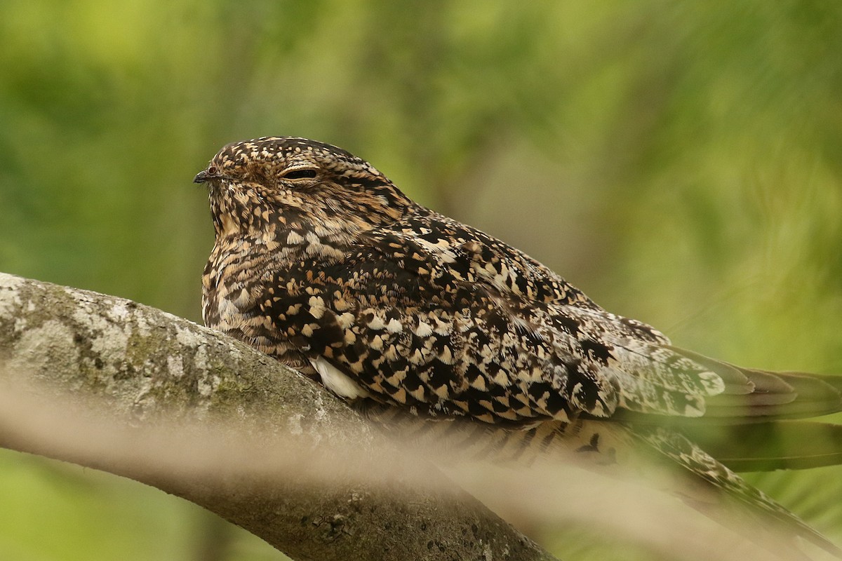 Common Nighthawk - Dan Jones