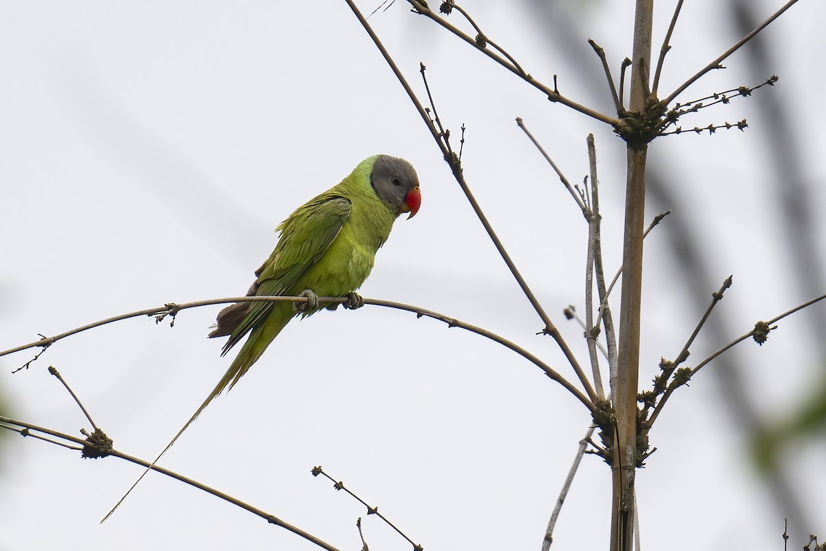 Gray-headed Parakeet - ML618816698