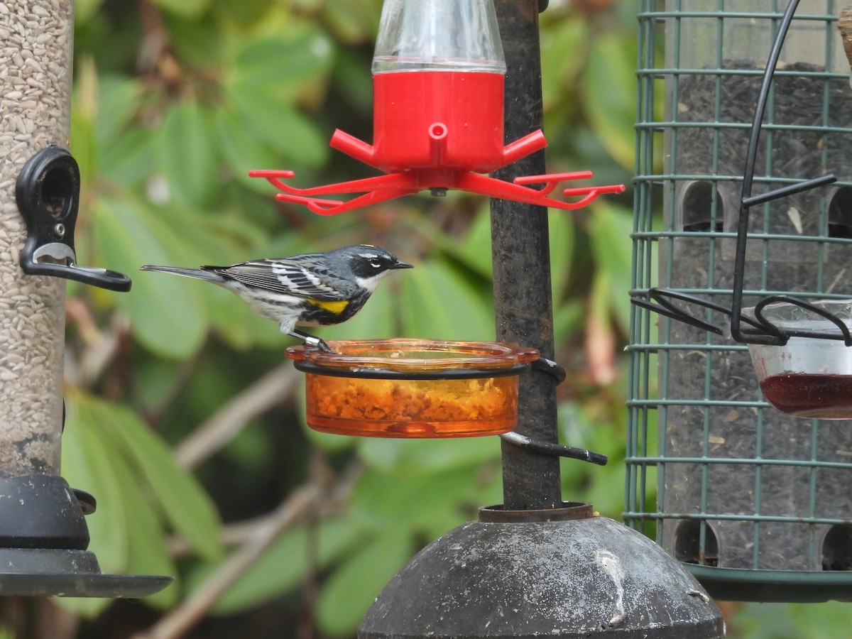 Yellow-rumped Warbler (Myrtle) - Sue Finnegan