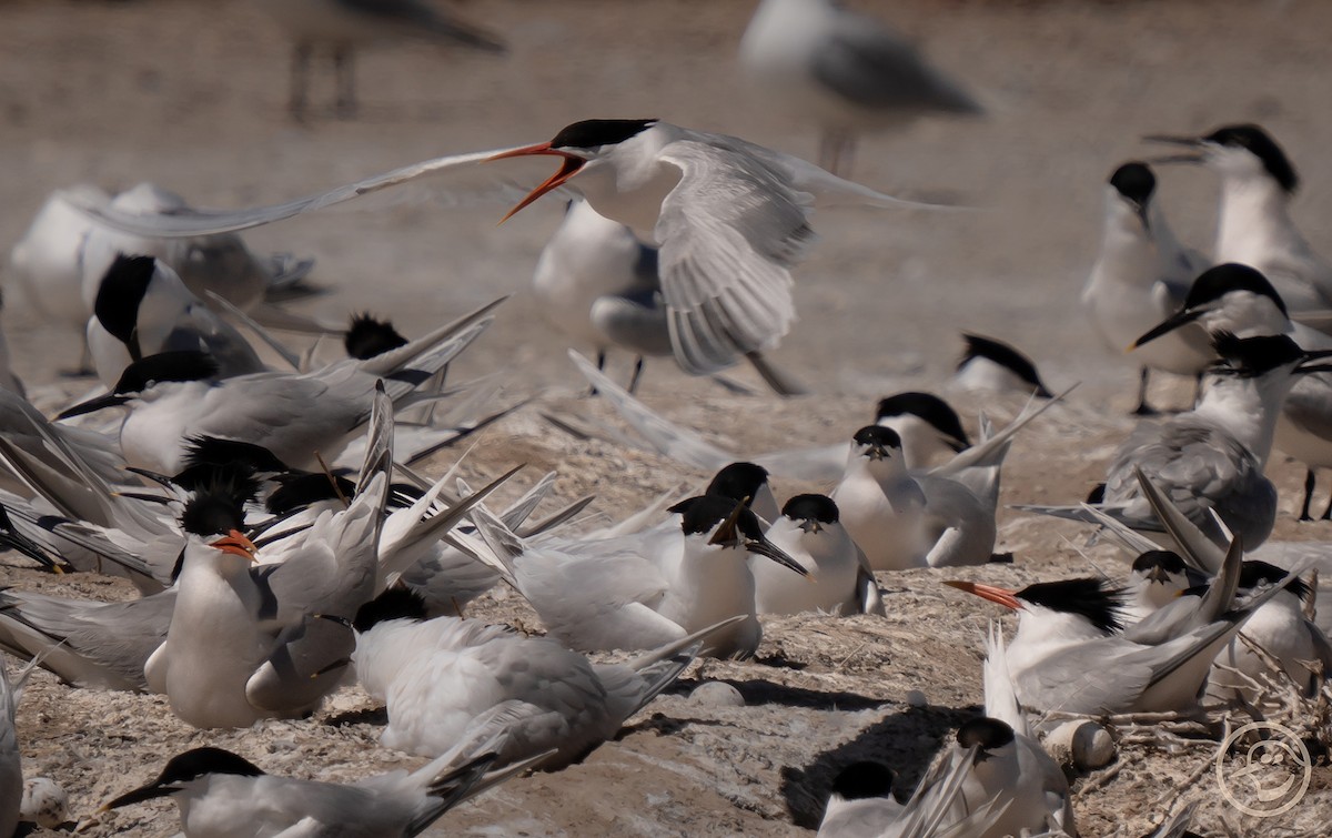 Elegant Tern - Yanina Maggiotto