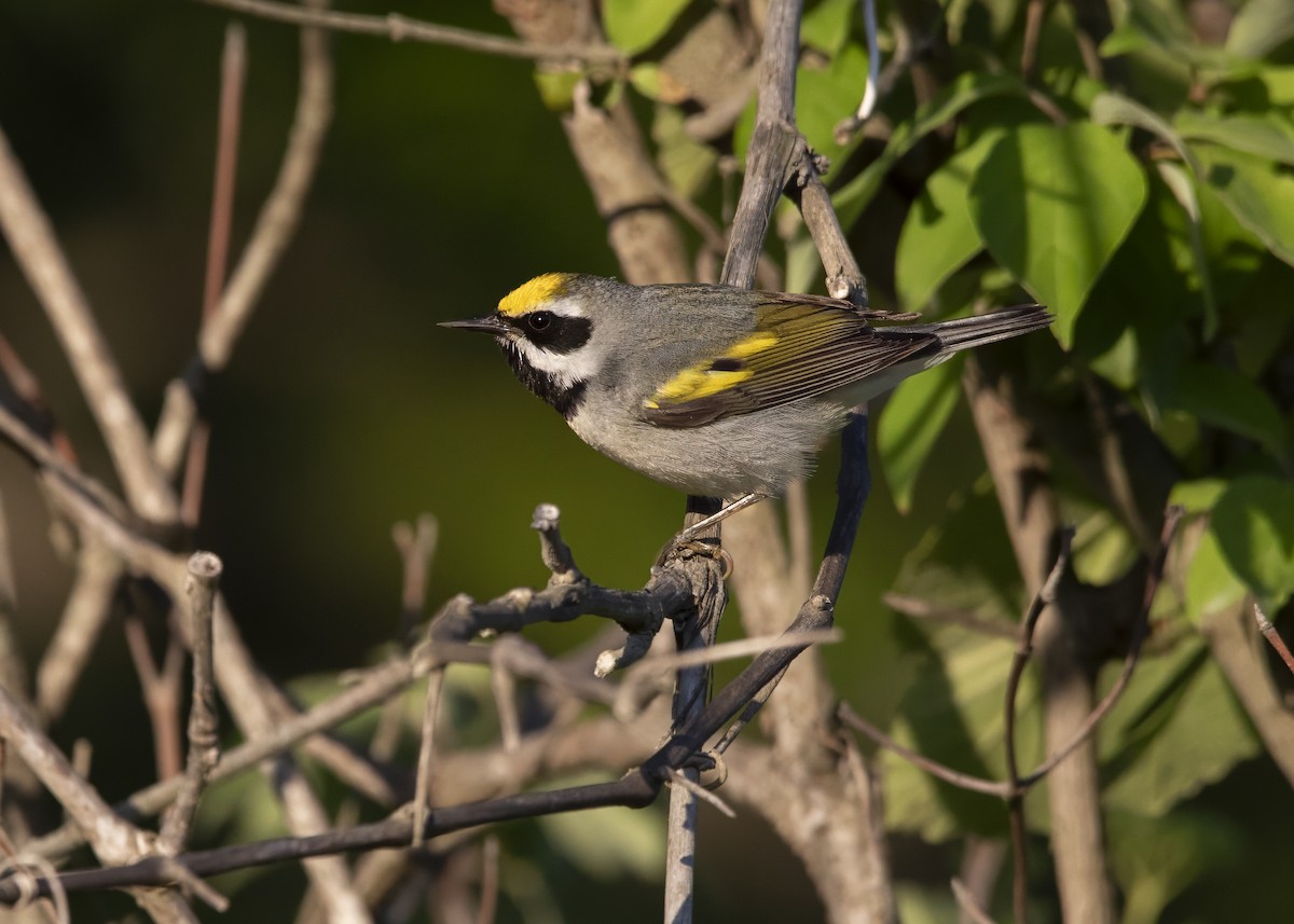 Golden-winged Warbler - Hal Moran