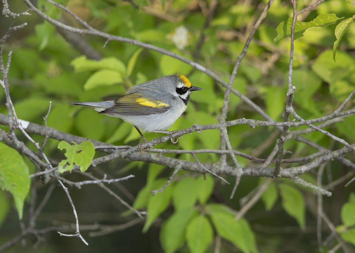 Golden-winged Warbler - Hal Moran