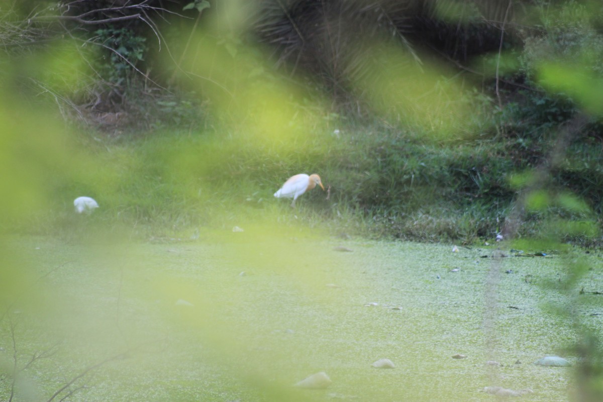 Eastern Cattle Egret - Sanu Philip