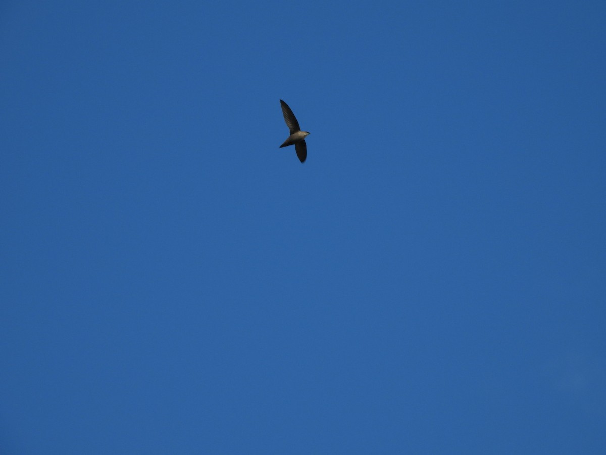 Chimney Swift - Elisabeth Cassinari