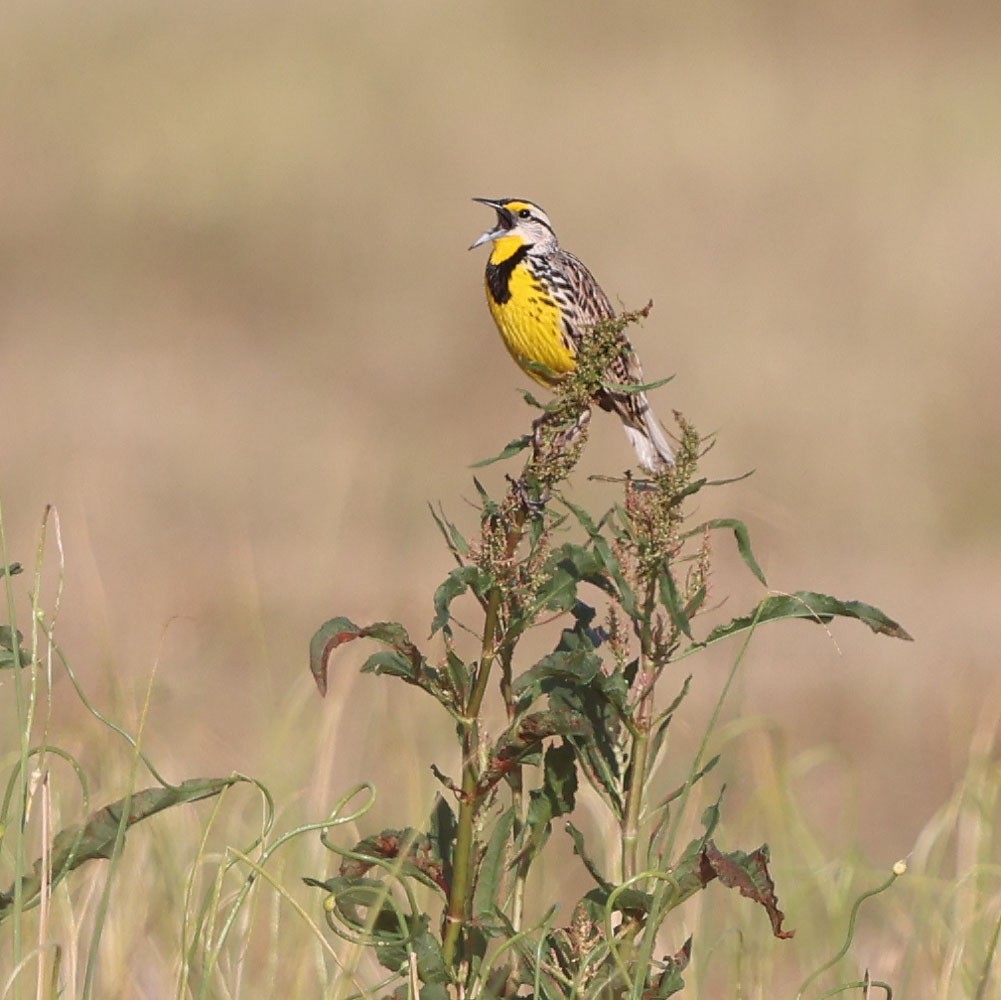 Eastern Meadowlark (Eastern) - David Gibson