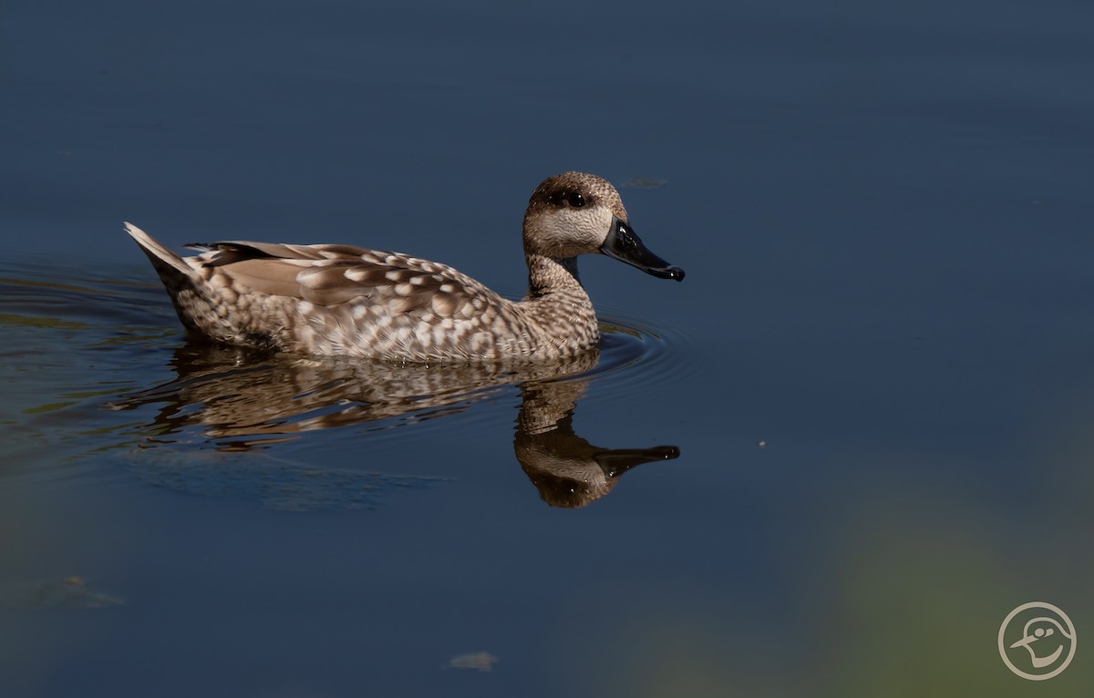 Marbled Duck - Yanina Maggiotto