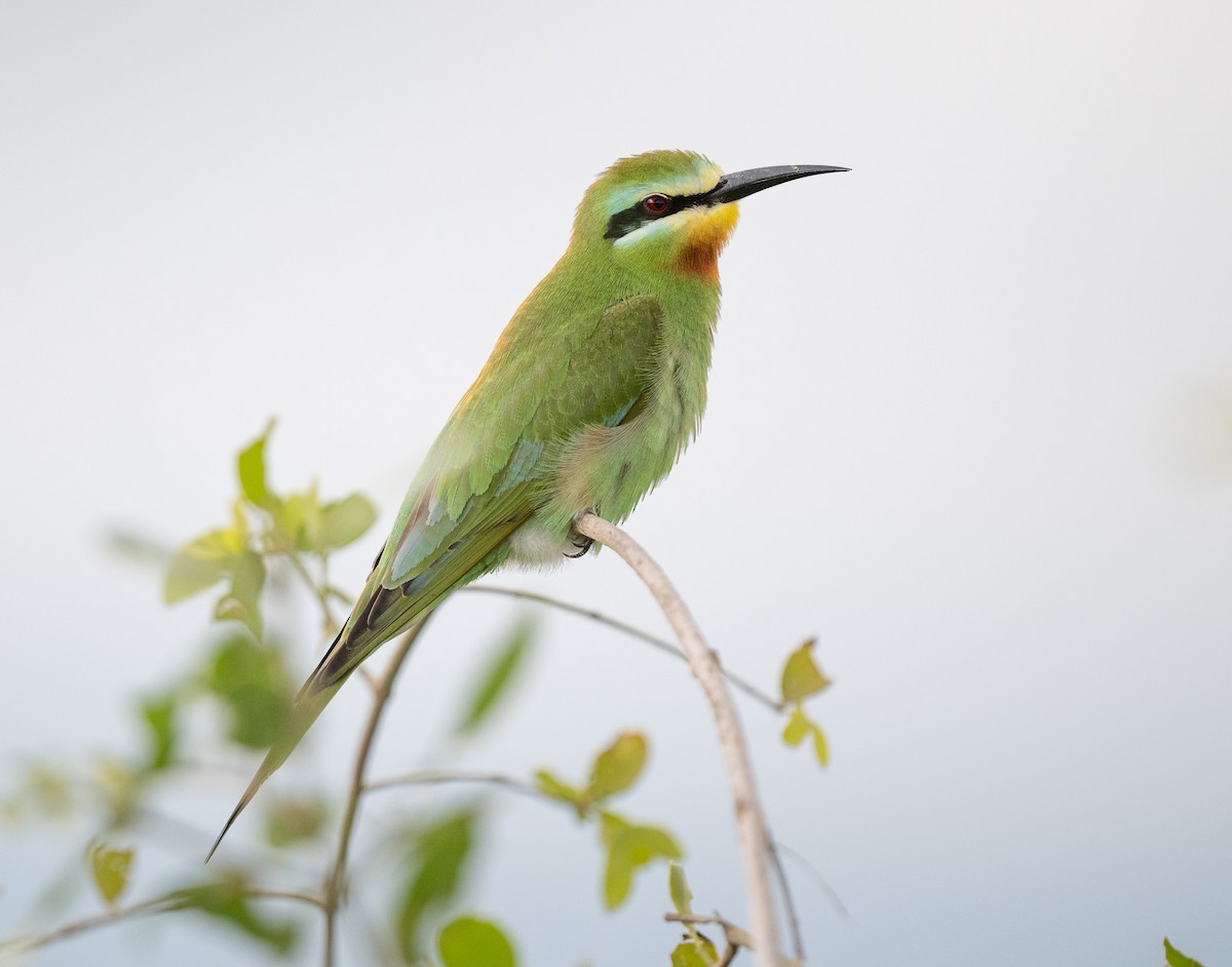 Blue-cheeked Bee-eater - Lizabeth Southworth
