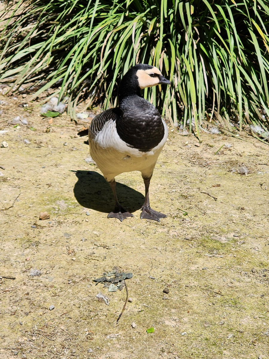 Barnacle Goose - Anne Buckley