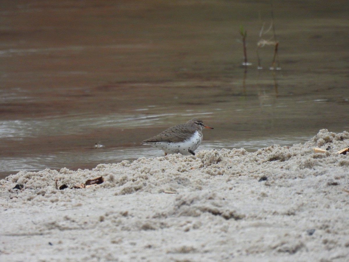 Spotted Sandpiper - Sue Finnegan