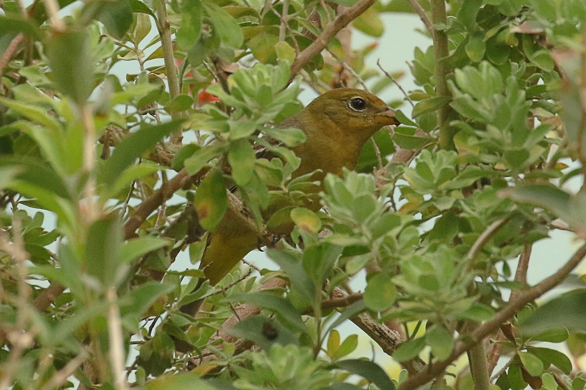 Western Tanager - Dan Jones