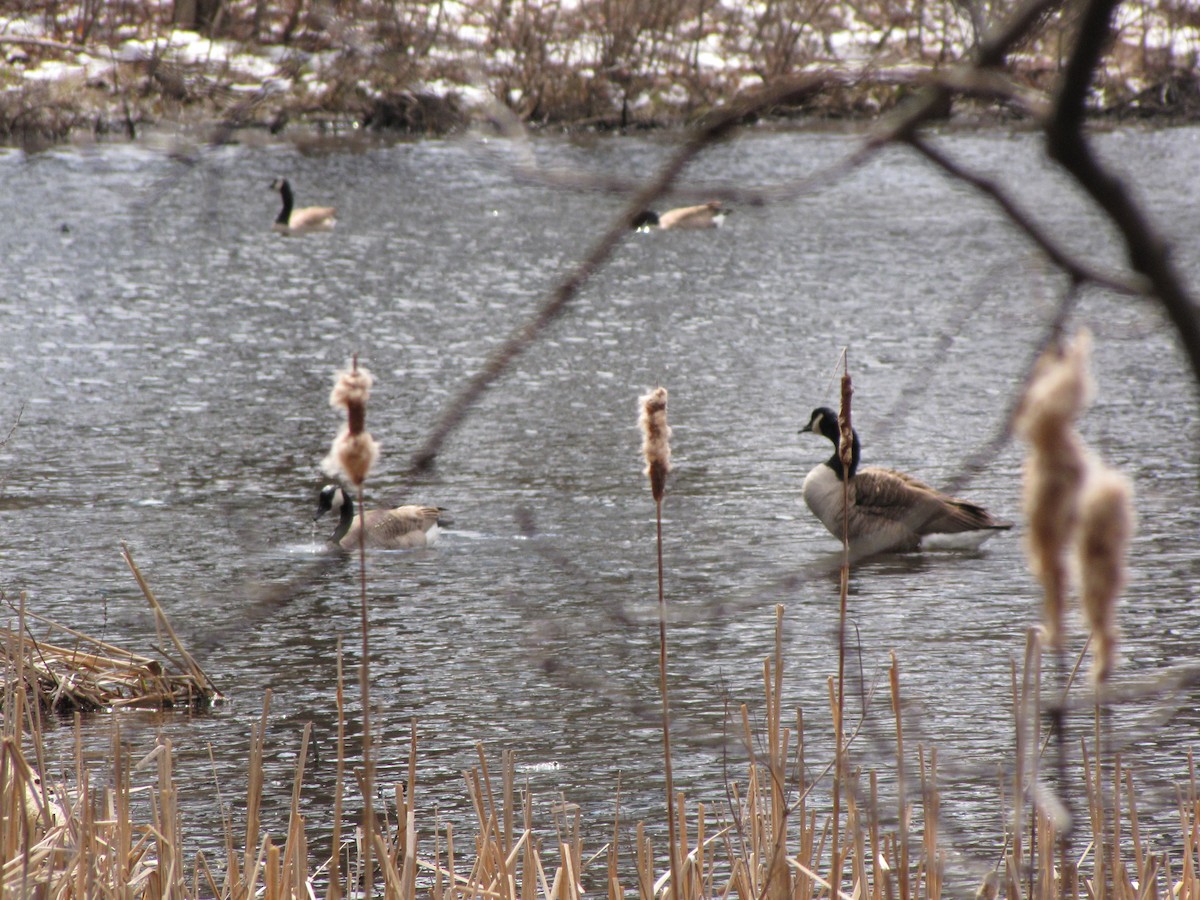 Canada Goose - ML618816748