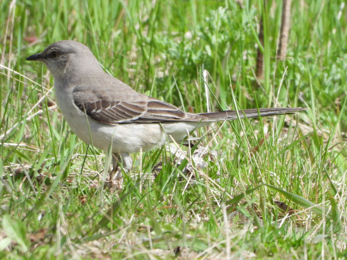 Northern Mockingbird - Elisabeth Cassinari