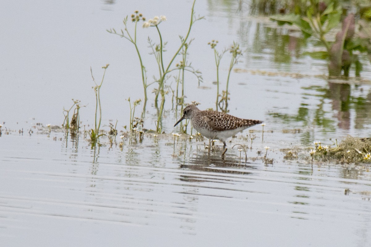 Wood Sandpiper - YILMAZ TANIYICI