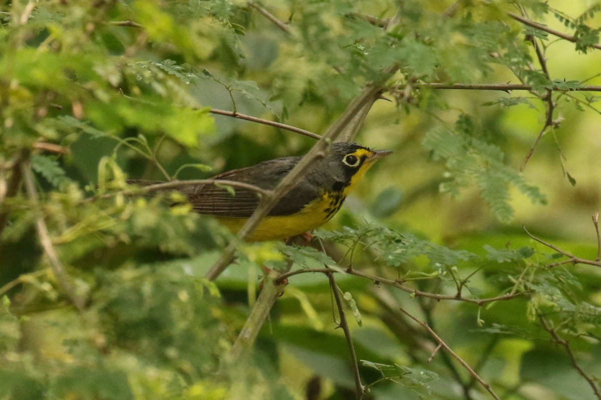 Canada Warbler - Dan Jones