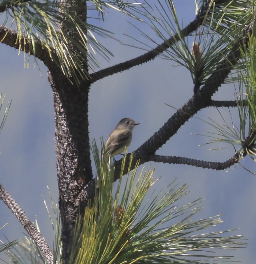 Dusky Flycatcher - Gretchen Framel