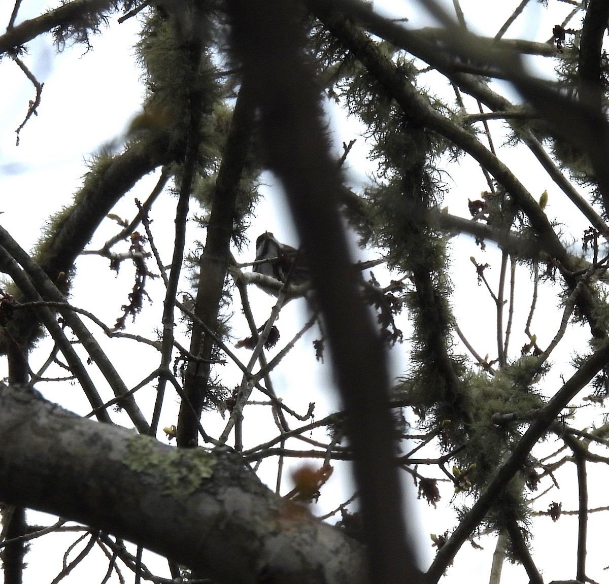 Blackpoll Warbler - Sue Finnegan