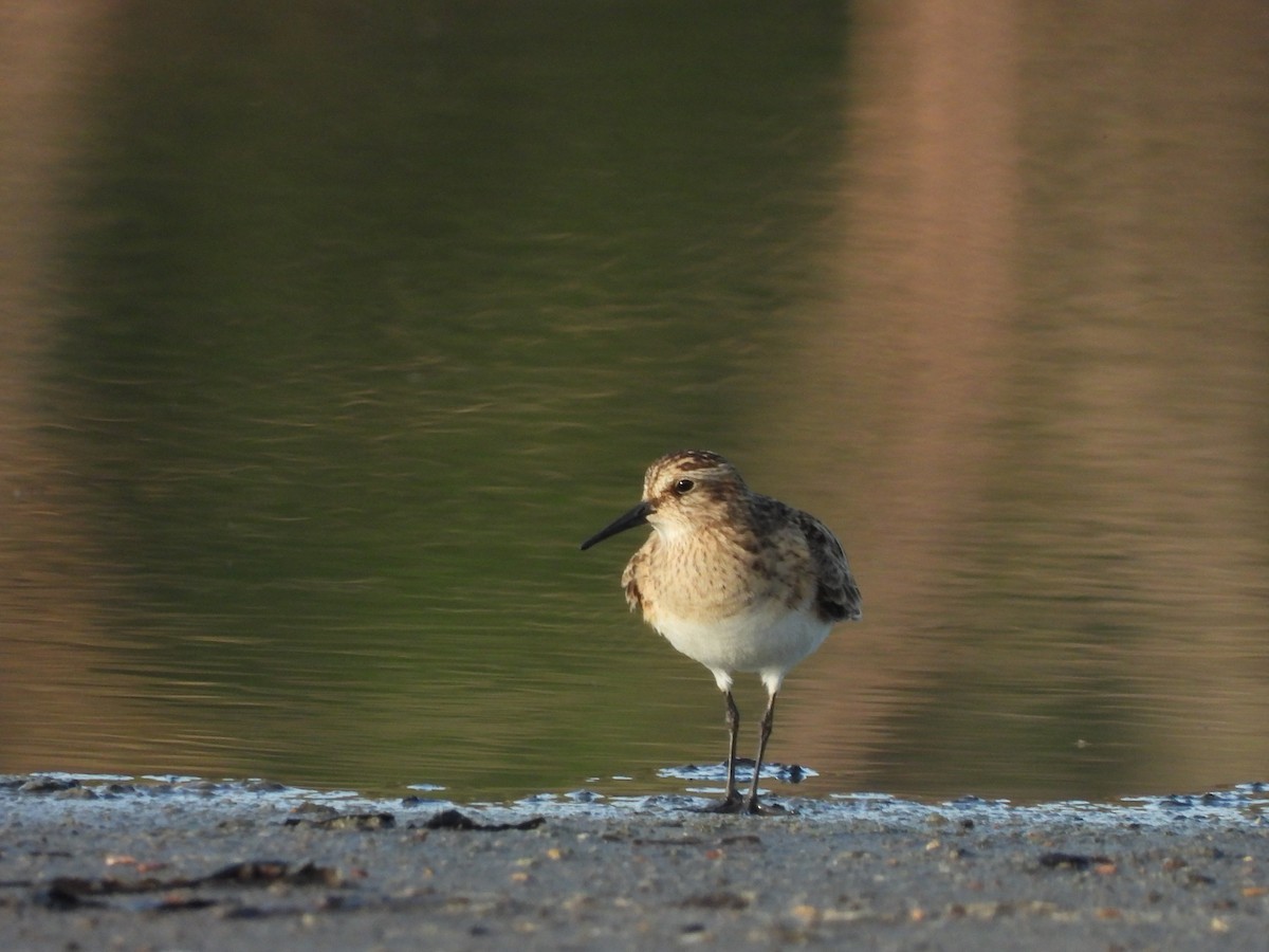 Baird's Sandpiper - Jose Bolaños